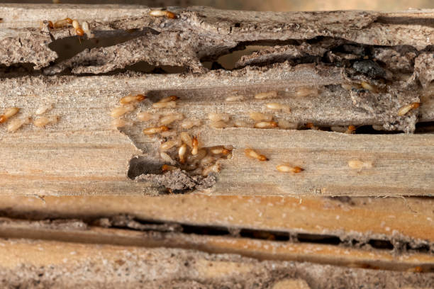 Best Mosquito Control Services  in Heceta Beach, OR